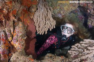 diver in hard corals in the sea of cortez