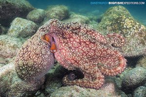 Twin spot octopus diving