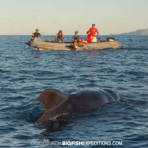 diving with pilot whales in the sea of cortez