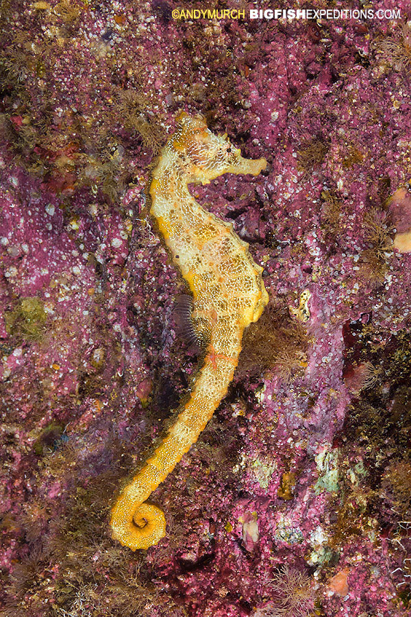 Pacific seahorse in the gulf of california