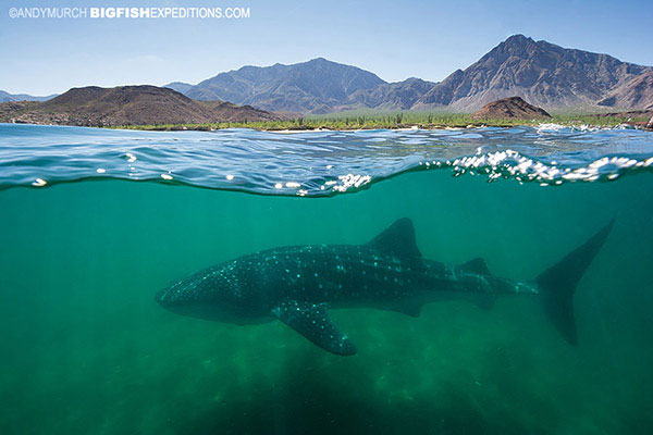 Whale shark at Bahia to los Angeles