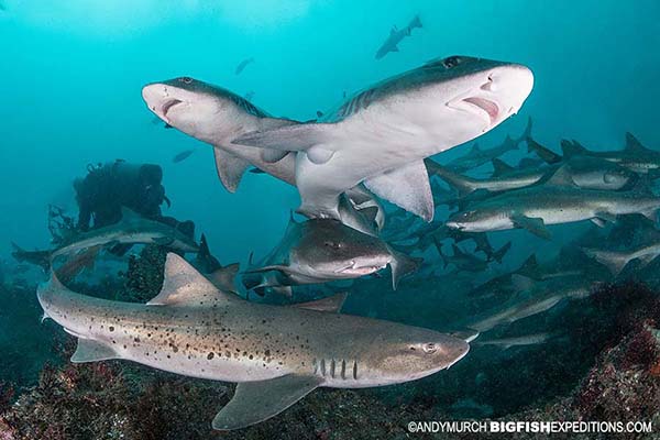 Japanese shark diving