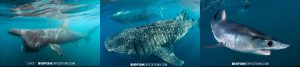 diving with whale sharks and basking sharks