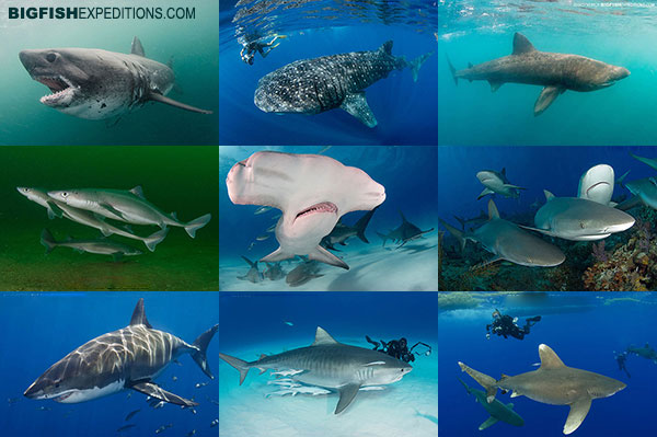 shark diving trips
