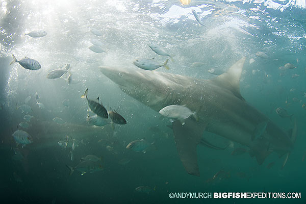 sharks in bad visibility may lead to an attack