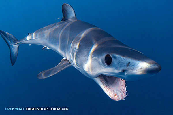 Shortfin Mako snorkeling