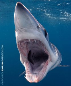 A mako with a wide open mouth during a mako shark dive.