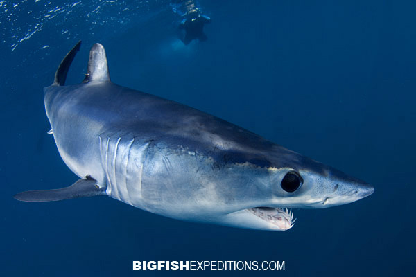 Dive with mako shark in Cabo San Lucas