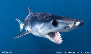 Mako Shark Snorkeling