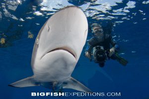 Silky Shark Diving Socorro