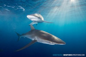 Silky sharks at the Canyon