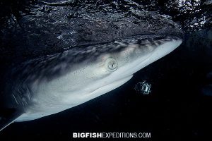 Silky sharks at night