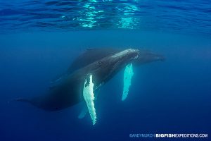 Sleeping humpback whales