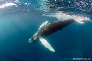 Encounter with a singing humpback whale