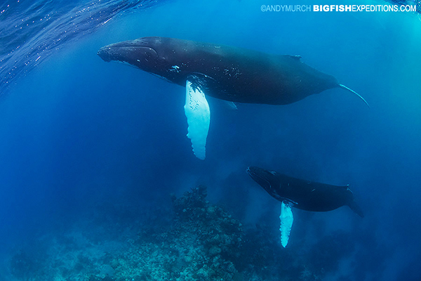 Mother and humpback whale calf diving