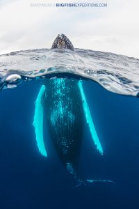 Spy hopping humpback whale diving