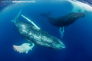 Snorkeling with humpback whales