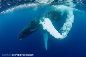 A humpback whale slaps his fin creating a bubble stream.