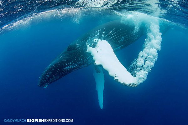 A humpback whale slaps his fin creating a bubble stream.