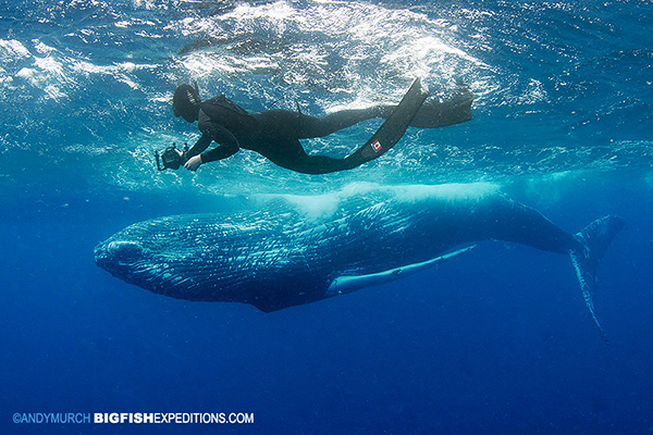 Diver with a humpback whale at Silver Banks