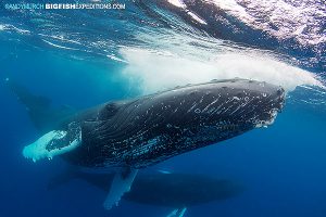 Humpback whale diving encounter