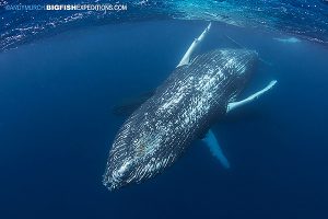 Amazing humpback whale encounter