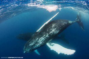 Humpback whale valentine