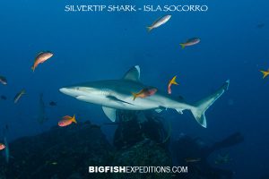 silvertip shark diving