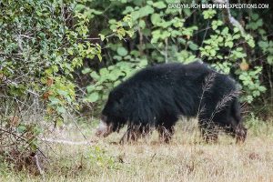 Sloth Bear Sri Lanka Safari