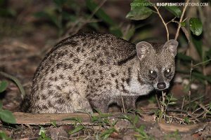 Small Indian Civet Sri Lanka Safari