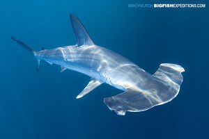 Snorkeling with smooth hammerhead sharks