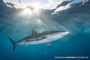 Silky shark diving at sunset