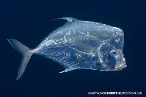 Mexican lookdown at Isla Socorro