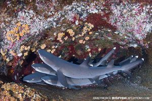 Whitetip reef sharks at Roca partida
