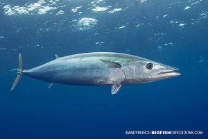 Scuba diving with wahoo and other pelagic predators