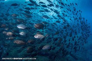 Diving with cottonmouth jacks at Roca Partida