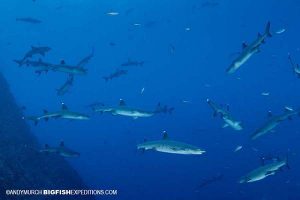Whitetip Reef Shark diving at Roca Partida