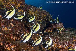 Diving with moorish idols and other fish in Socorro