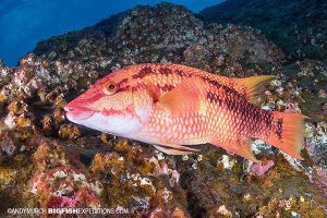 Sheephead wrasse at Roca Partida