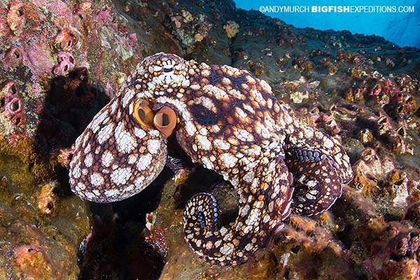 Diving with twinspot octopus in Socorro