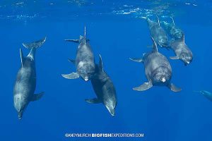 Diving with friendly bottlenose dolphins in Socorro