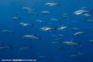 Diving with schooling yellowfin tuna.