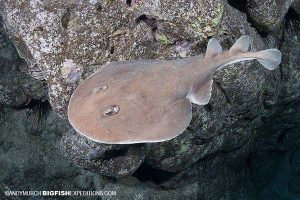 Diving with giant electric rays in Socorro