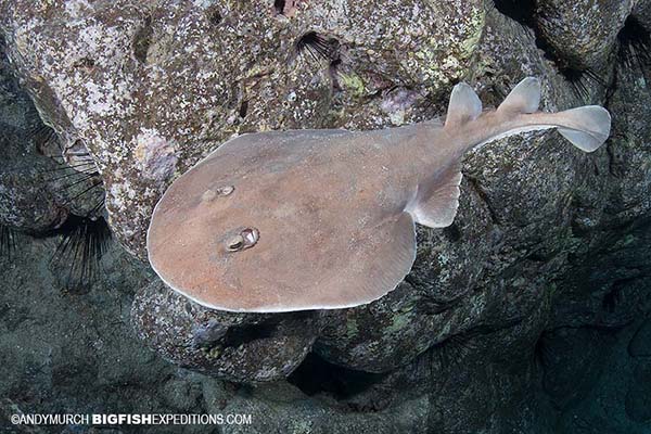 Diving with giant electric rays in Socorro