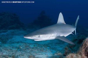 Baby Galapagos shark in Socorro