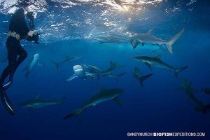 Snorkelling with silky sharks in Socorro Island