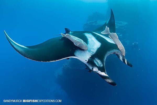 Diving with Mantas in Socorro