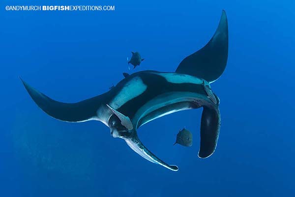 Diving with Mantas in Socorro