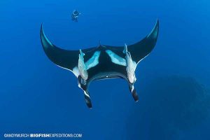 Diving with Mantas in Socorro