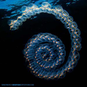 Blackwater diving with salps